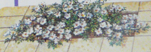 hoa hong trong tham
